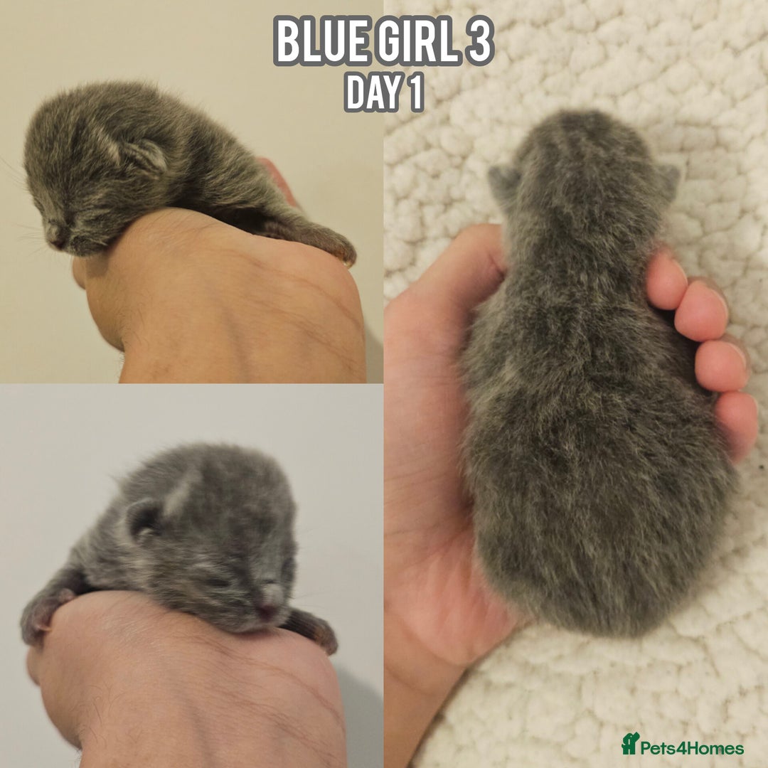 British Shorthair cats for sale: Blue British Shorthairs to reserve - Image 3