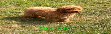 Bertie