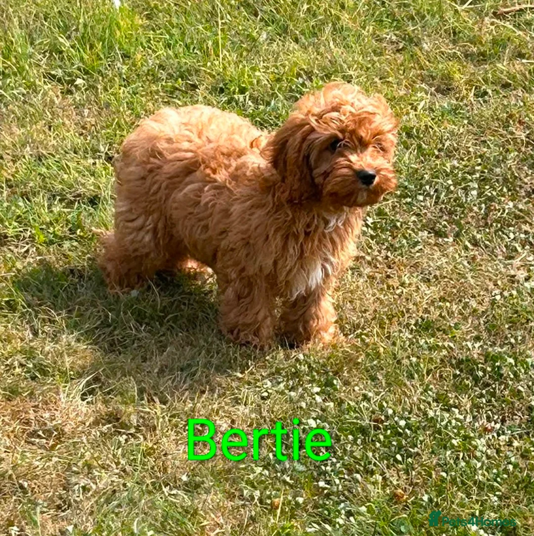 Cavapoo dogs for sale: Beautiful deep red Cavapoo Puppies  - Advert 5