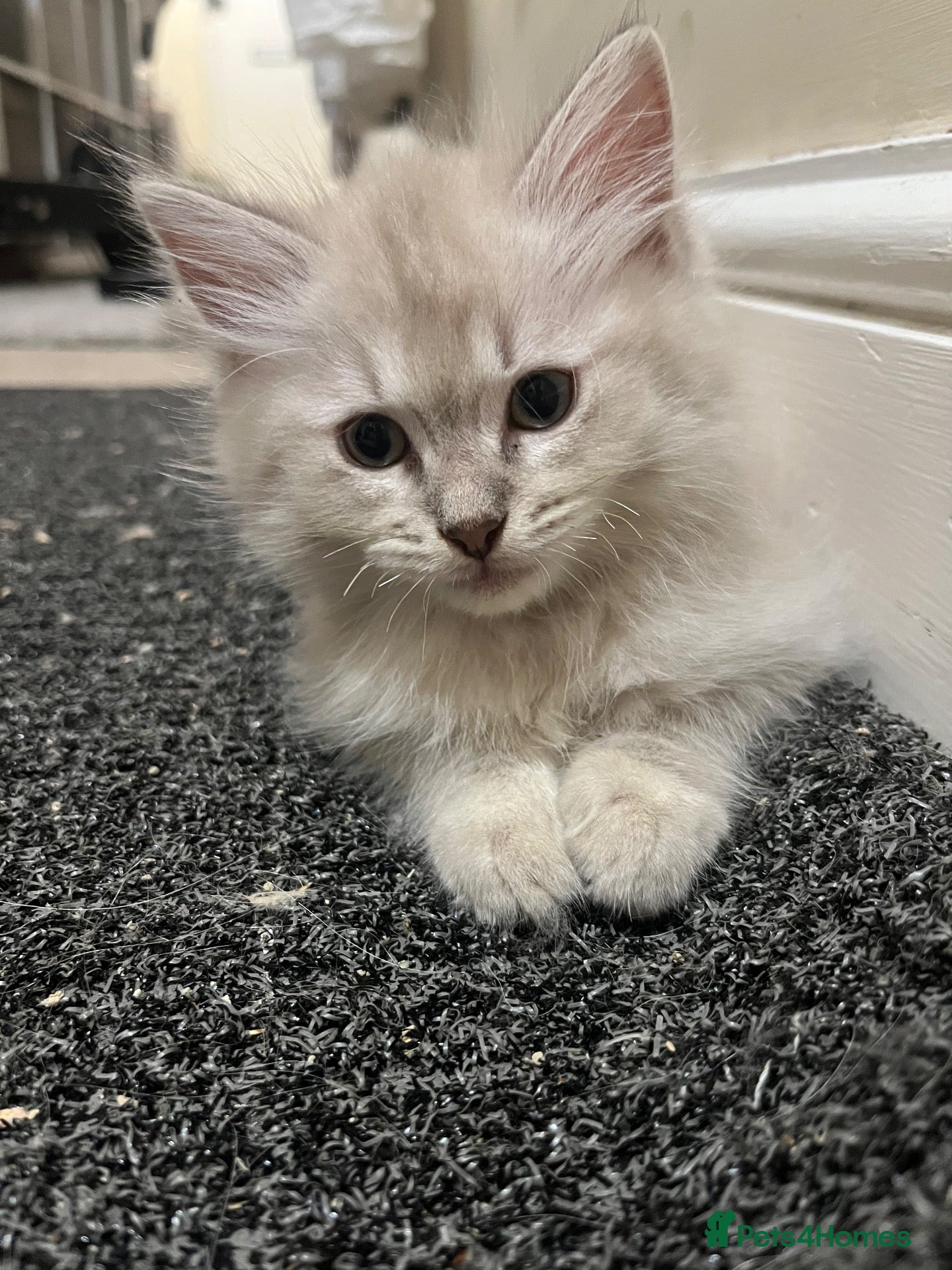 Ragdoll cats for sale: Mink ragdoll kittens all male  - Advert 14