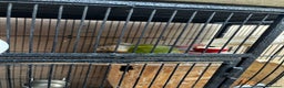 Mixed Breed birds for sale: Pair of Conures, Exhibit Budgie, Lutino Cockatiel - Advert 6