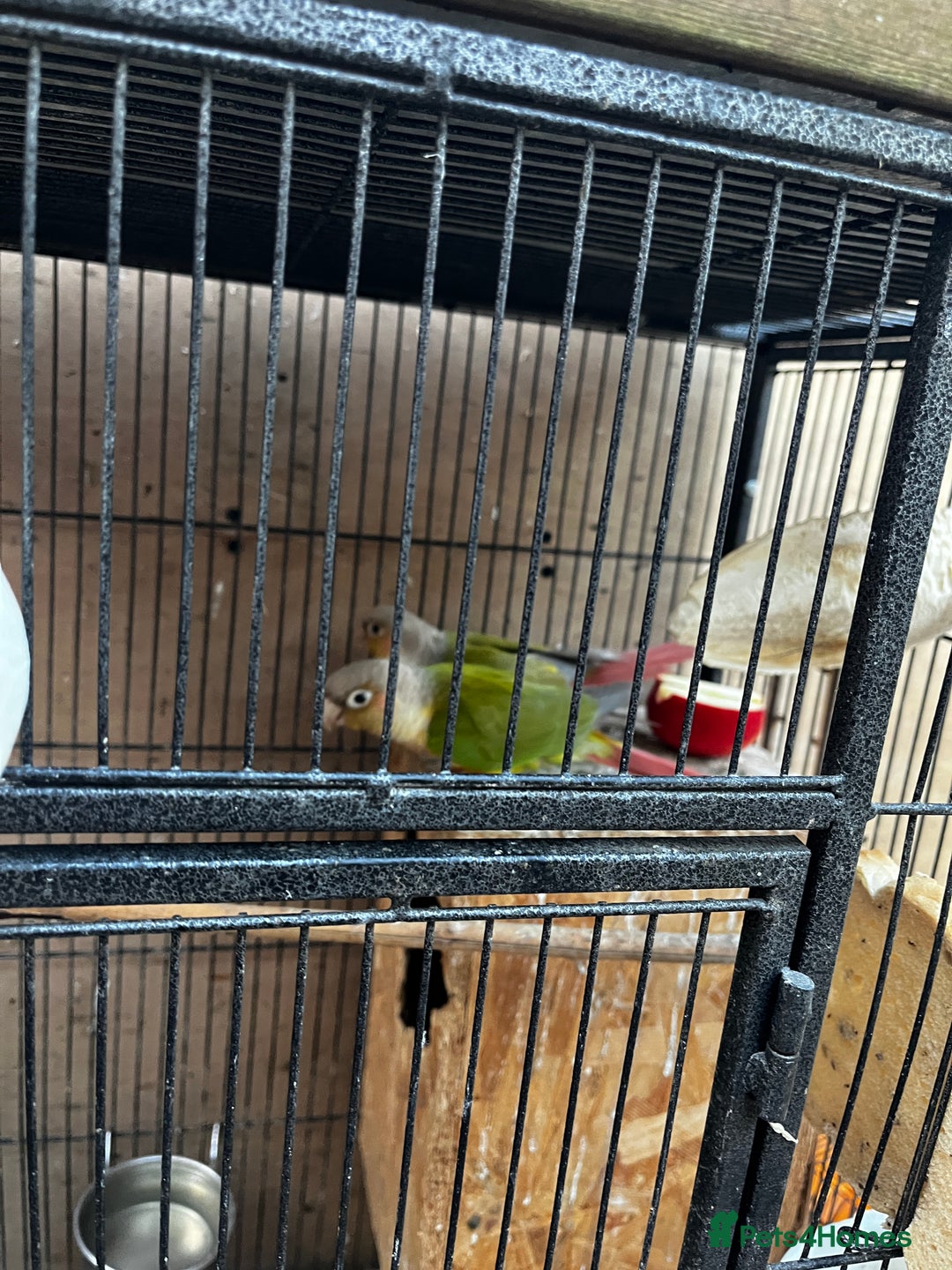 Mixed Breed birds for sale: Pair of Conures, Exhibit Budgie, Lutino Cockatiel - Advert 6