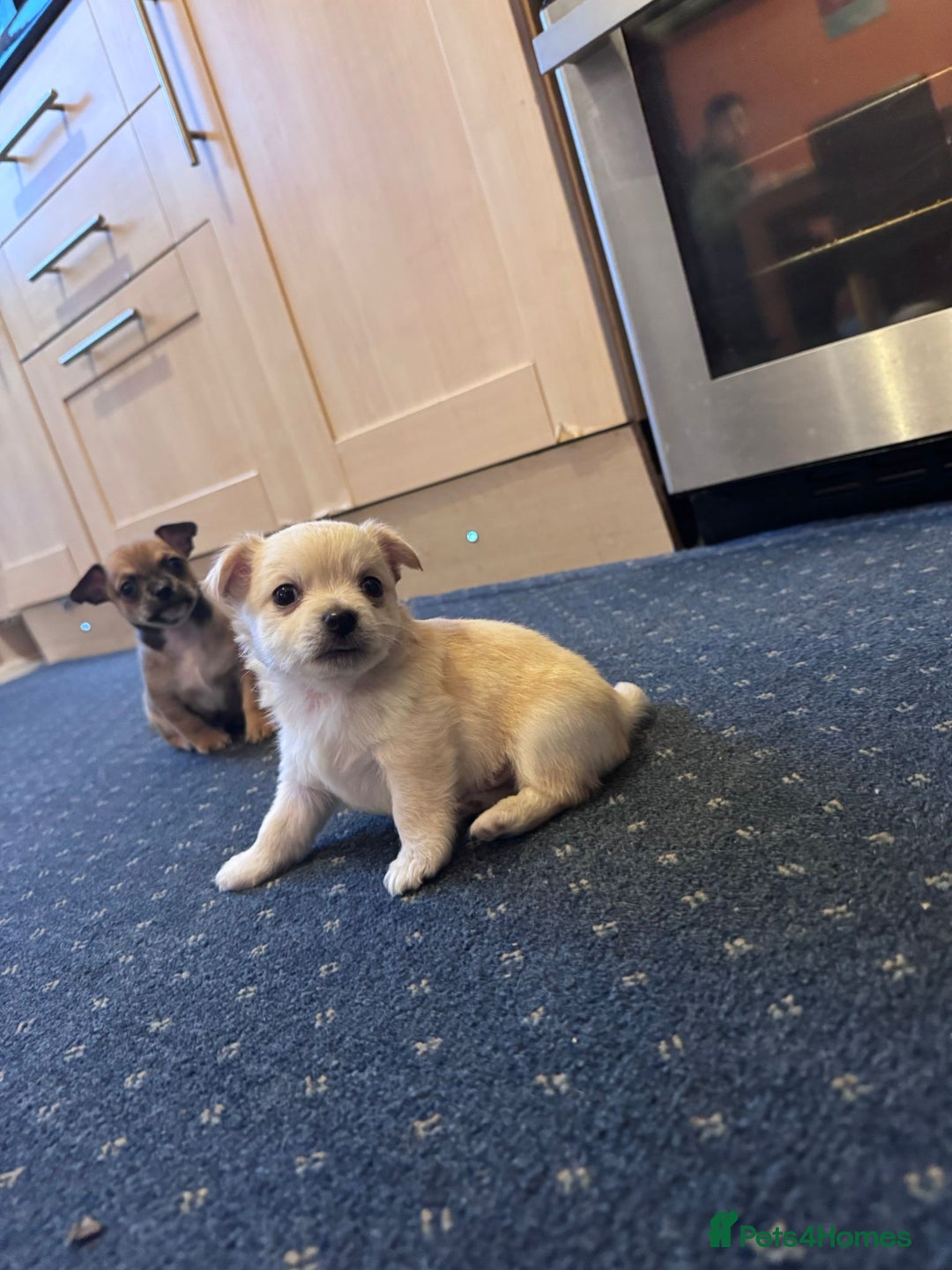 Chihuahua dogs for sale: Chihuahua Puppies For Sale - Advert 2
