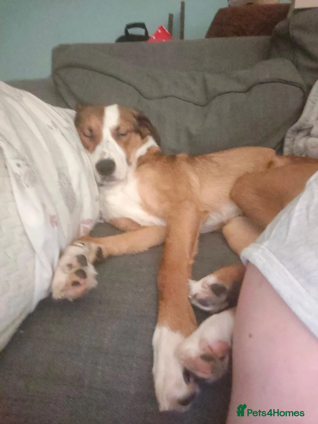 Border Collie dogs for sale: URGENT REHOMING REQUIRED - Advert 3
