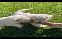 West Highland Terrier dogs for sale: Beautiful Westhighland White Terriers - Image 16