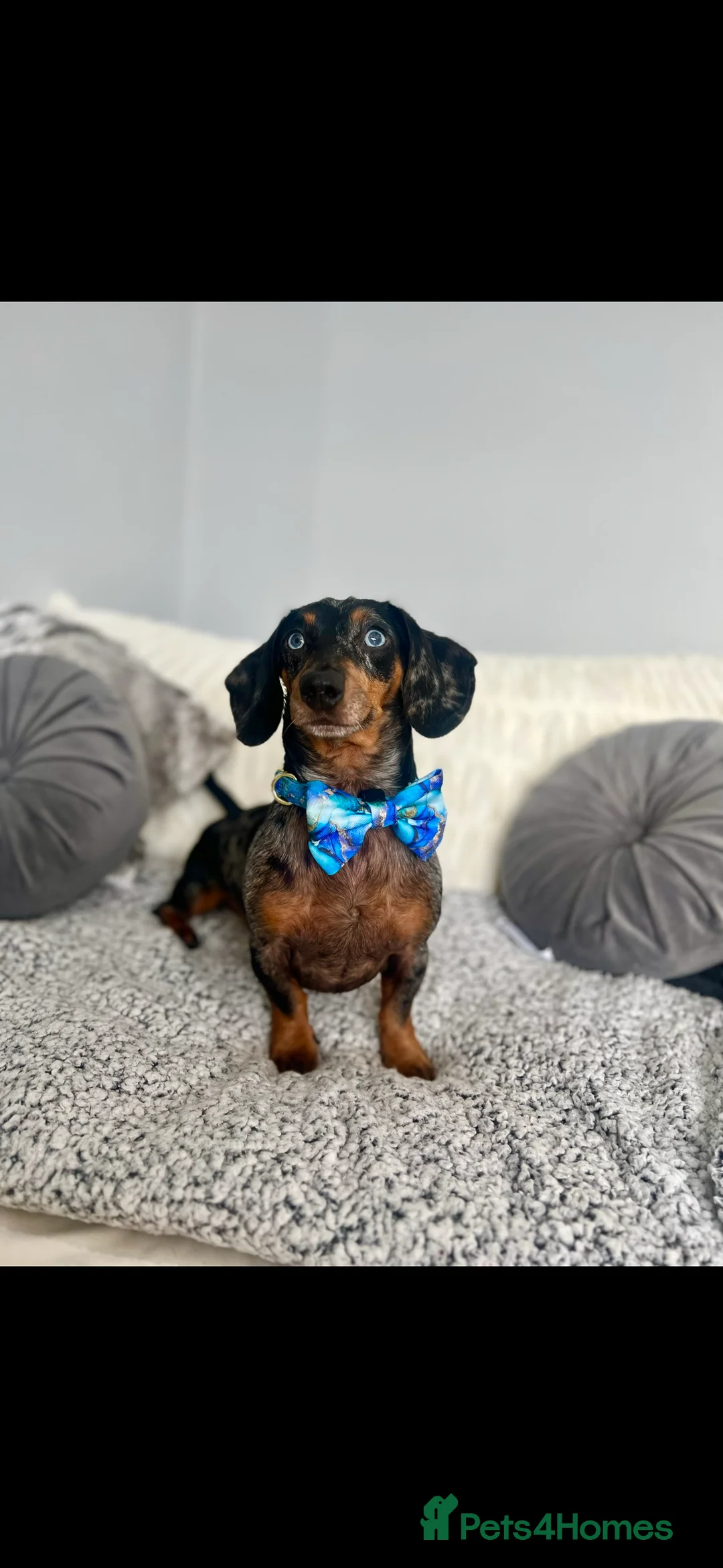 Miniature Dachshund dogs for sale: MINI DACHSHUND PUPPIES💕 KC REGISTERED/PRA CLEAR  - Advert 10