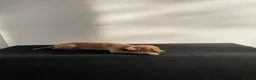 Mixed Breed dogs for sale: Italian greyhound x patterdale - Advert 10