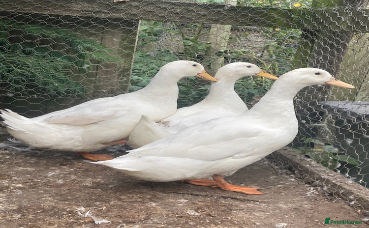 Ducks poultry - Advert 14