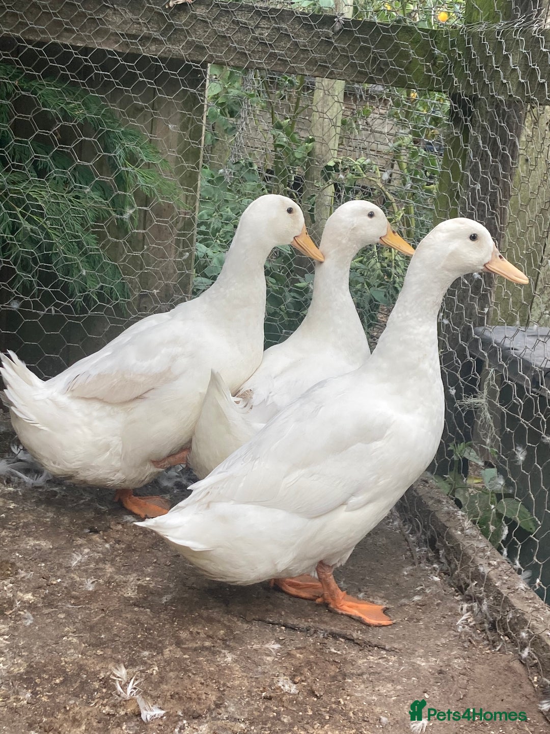 Ducks poultry for sale: Male cherry valley ducks - Image 1