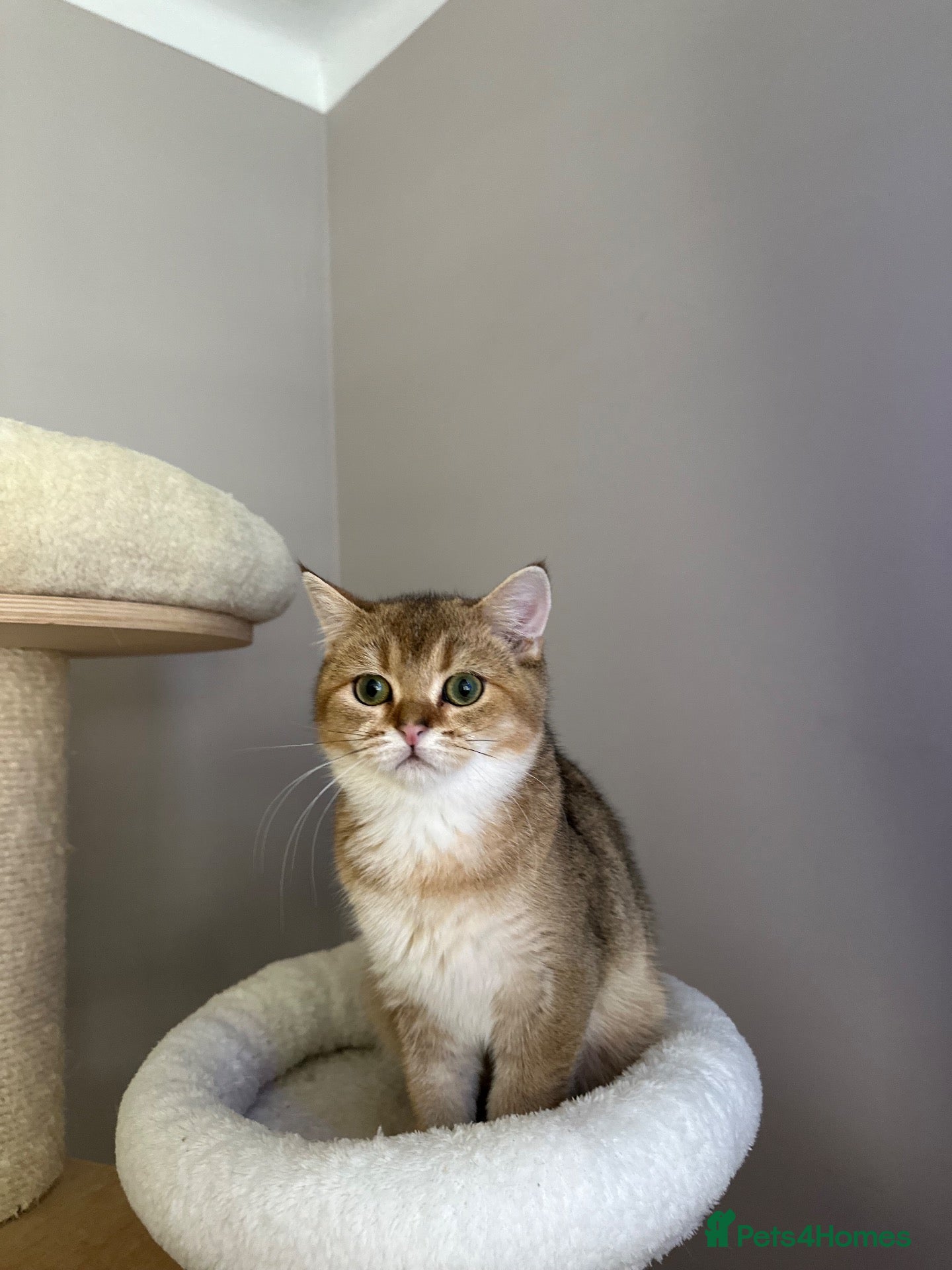 British Shorthair cats BSH Golden shaded kittens, pure breed! Ready now - Advert 2