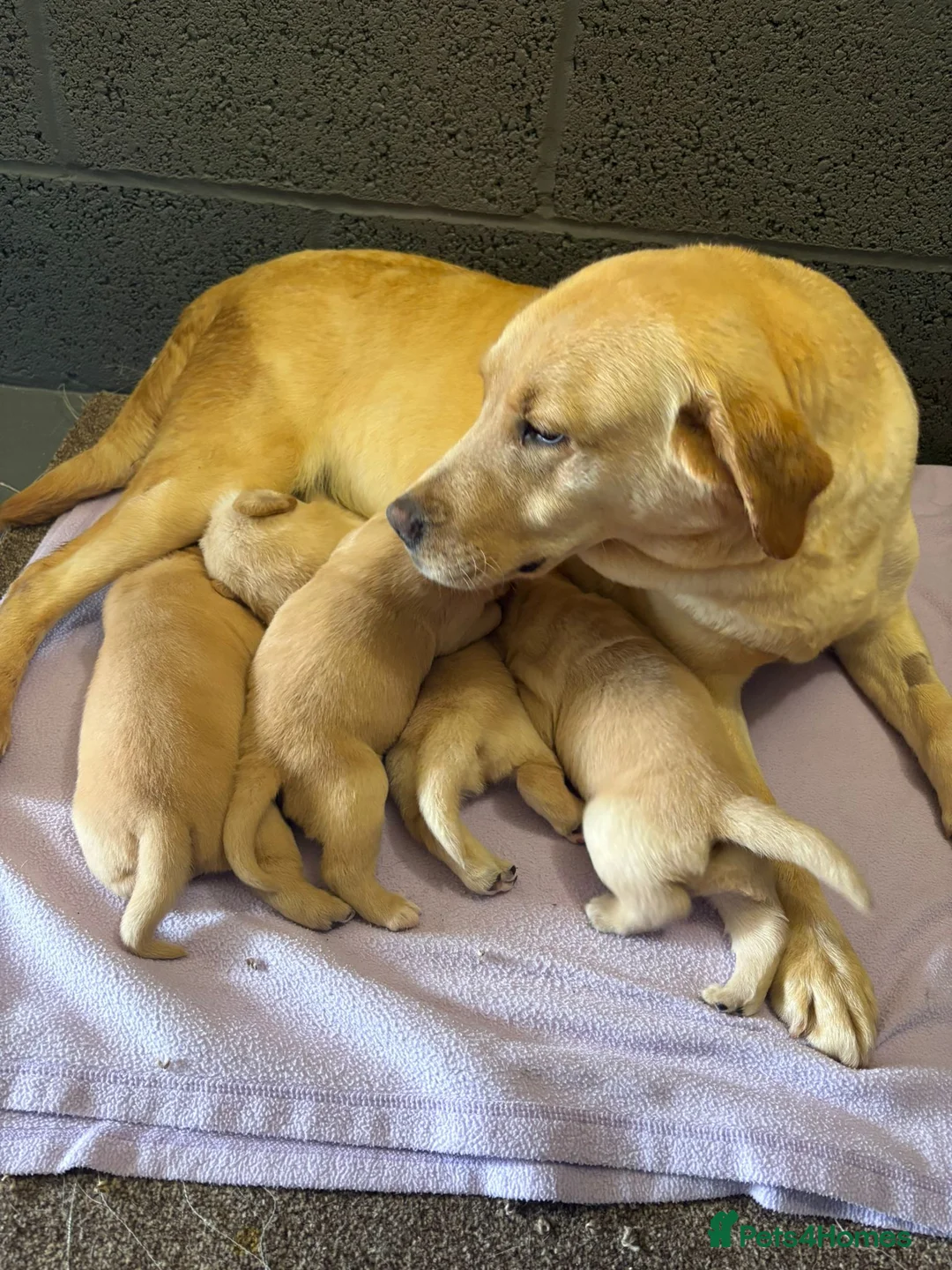 Labrador Retriever dogs for sale: Labrador Puppies  - Advert 1
