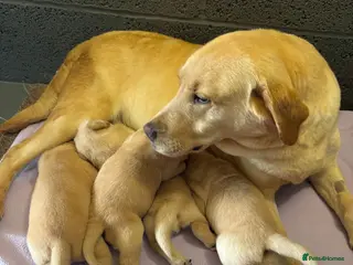 Labrador Retriever dogs Labrador Puppies - Advert 1