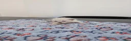 Bengal cats for sale: ☁️ BENAMESE KITTENS DUE AUGUST ☁️ 3 BOYS 1 GIRL - Advert 15