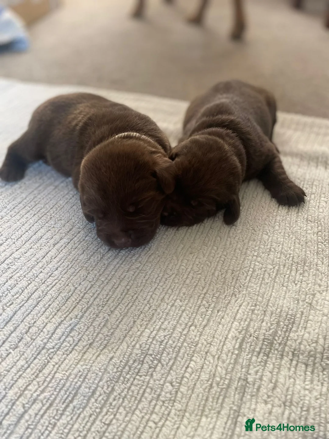 Labrador Retriever dogs for stud: KC fully tested Choc Labrador Stud in Bicester - Advert 11