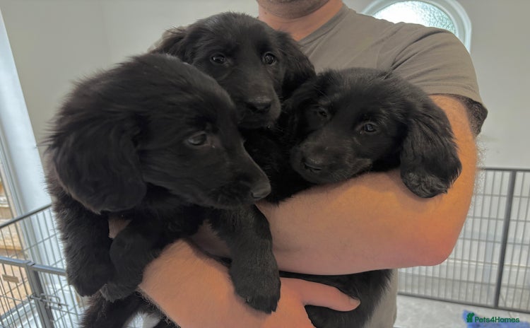Flat coated Retriever dogs - Advert 1