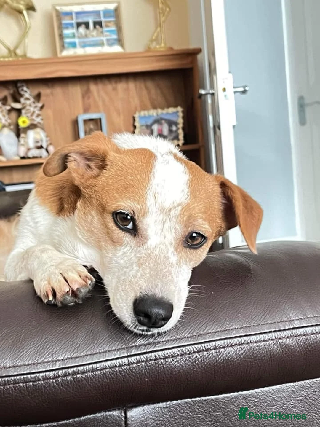 Mixed Breed dogs for adoption: Tessa - Poringland Norfolk  in Norwich - Advert 16