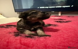 Miniature Schnauzer dogs for sale: KC MAC BVA MIniature Schnauzer puppies  - Image 4