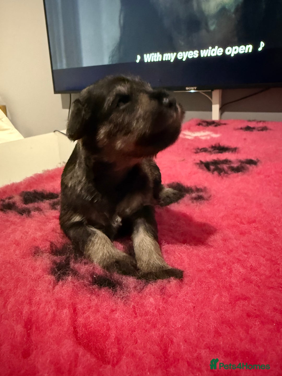 Miniature Schnauzer dogs for sale: KC MAC BVA MIniature Schnauzer puppies  - Image 4