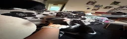 Mixed Breed cats for sale: 1 black and white male left - Advert 3