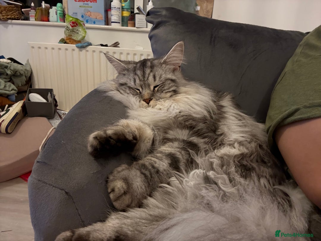 Mixed Breed cats for sale: 2 cats up for rehoming  - Image 3