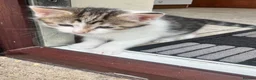 Mixed Breed cats for sale: 3 Beautiful kittens - Advert 3