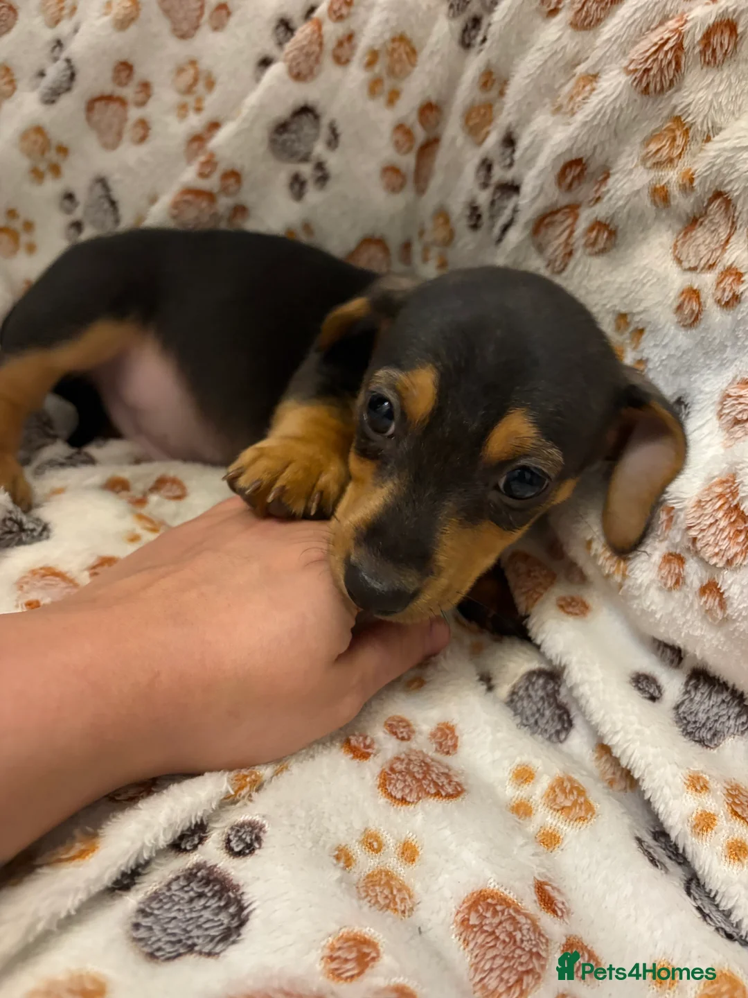 Mixed Breed dogs for sale: Daxi jacks ready now - Advert 3