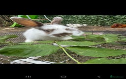 Rex rabbits for sale: Baby rabbits with blue and red eyes color - Image 5