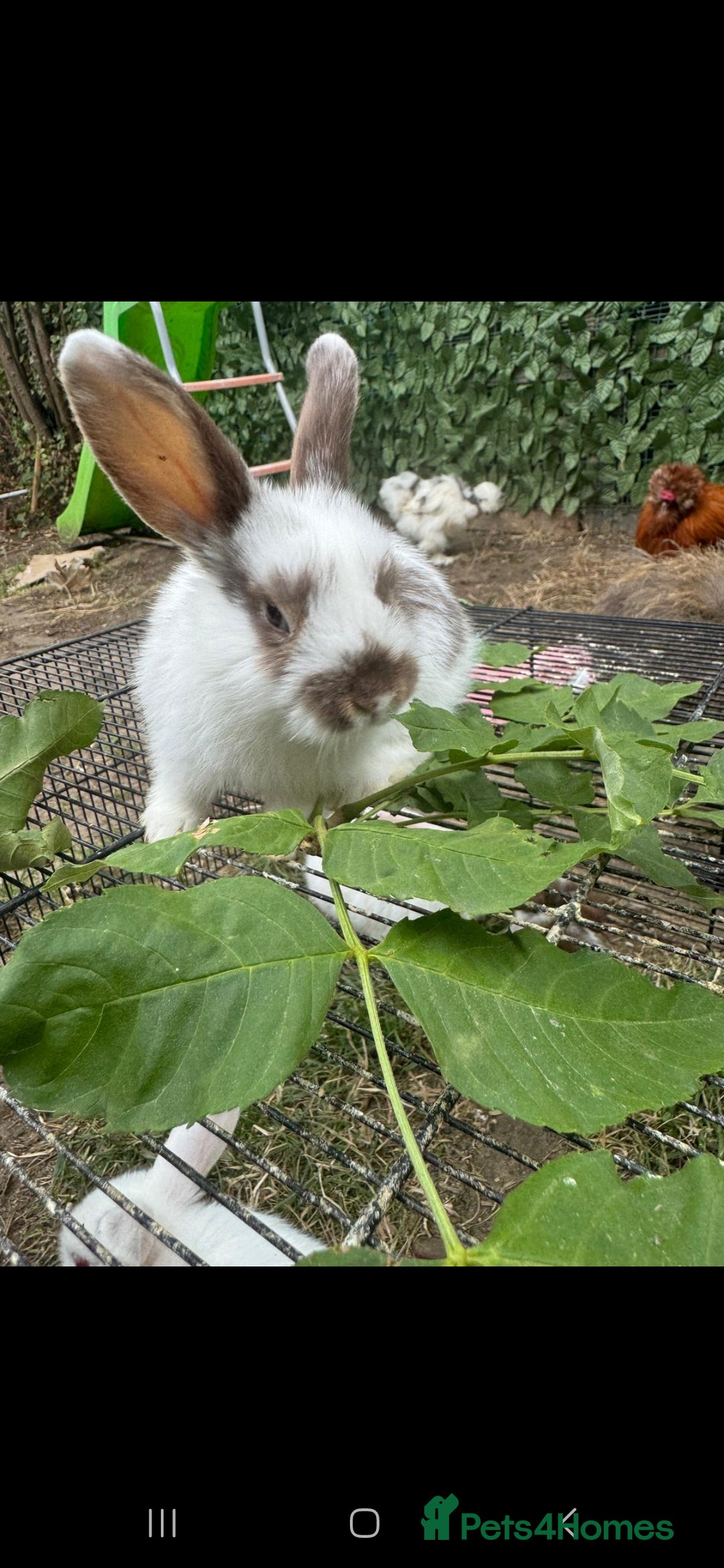 Rex rabbits for sale: Baby rabbits with blue and red eyes color - Image 5