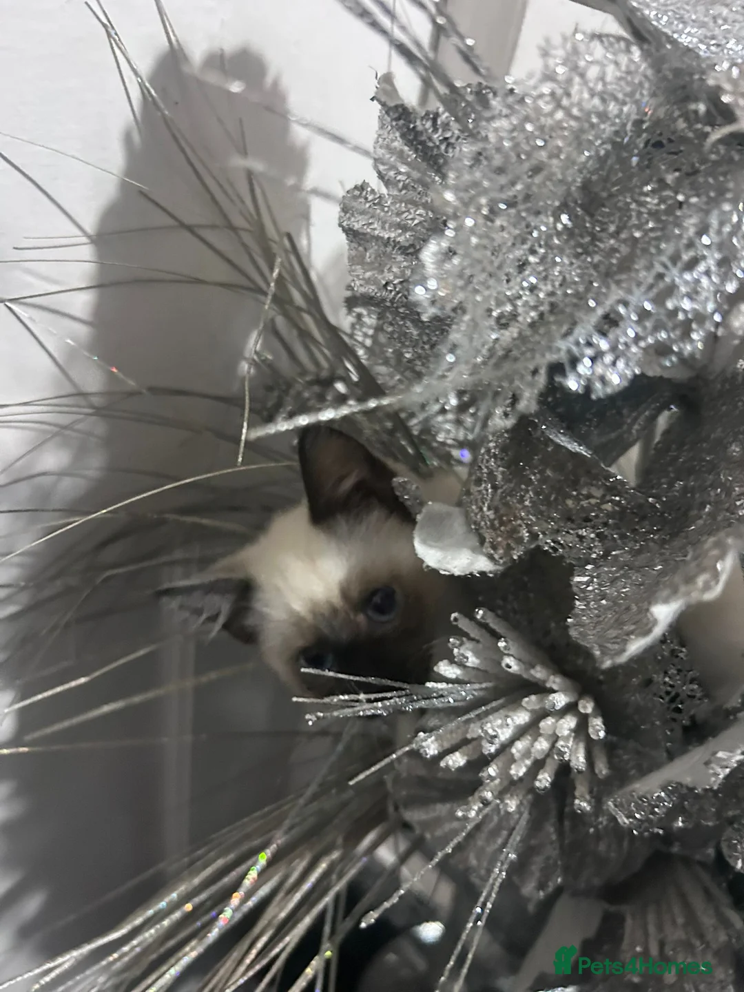 Mixed Breed cats for sale: Mixed tabby/ragdoll - Advert 4