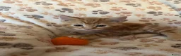 Mixed Breed cats for sale: Stunning kittens ready now - Advert 8
