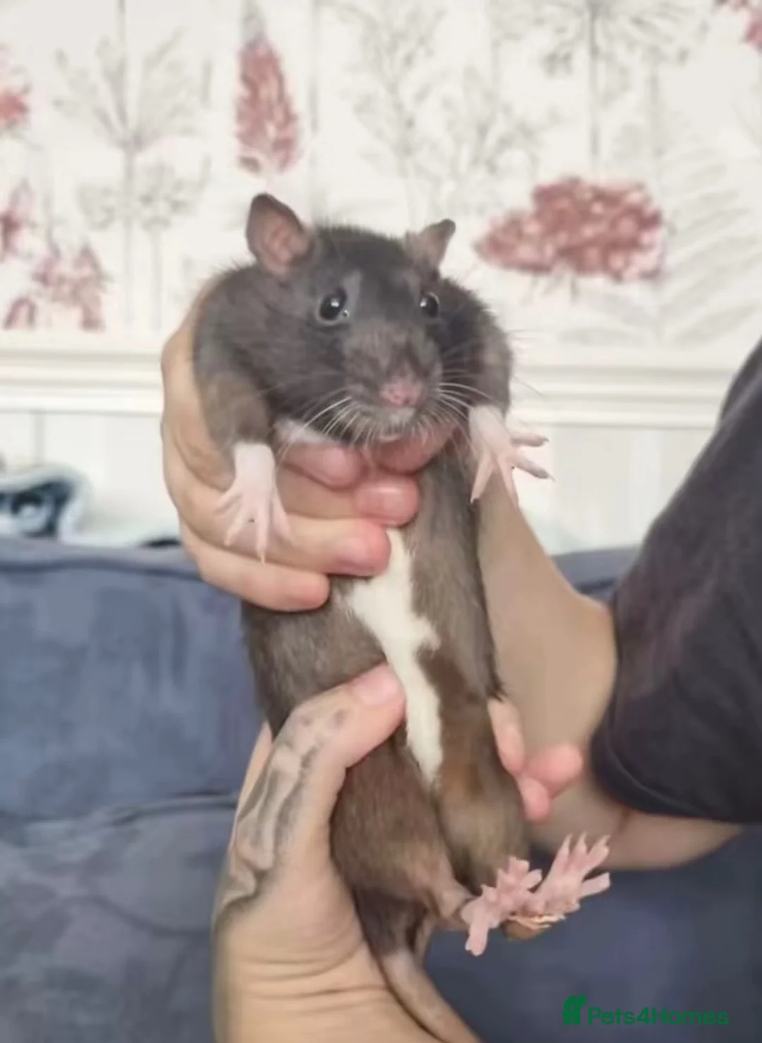 Rat rodents for sale: 2 female rats  - Advert 2