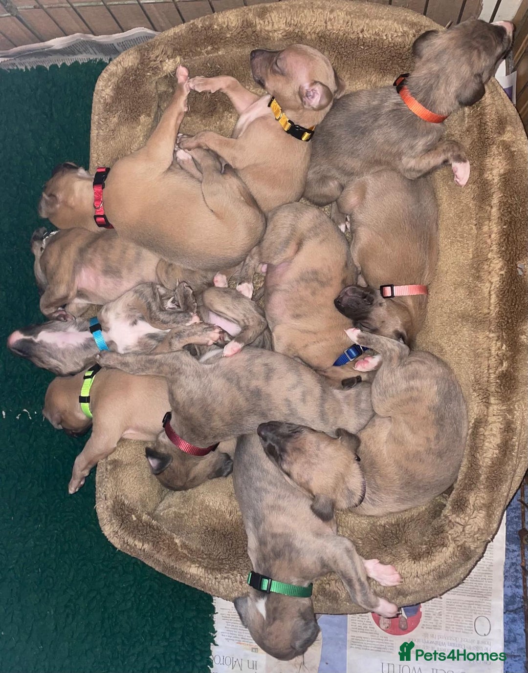 Whippet dogs for sale: Beautiful Whippet Puppies - 3 Boys & 2 Girls - Advert 6