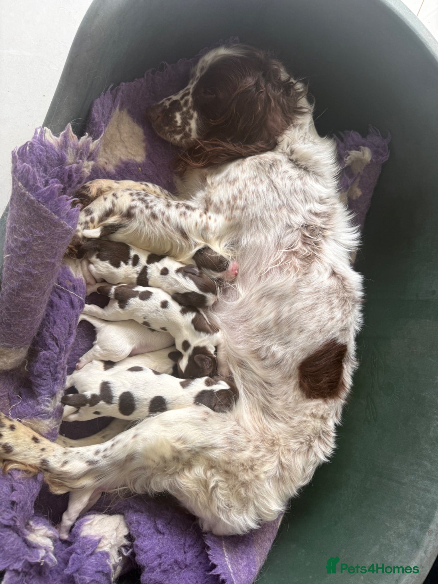 English Springer Spaniel dogs FTCH line pups - Advert 1