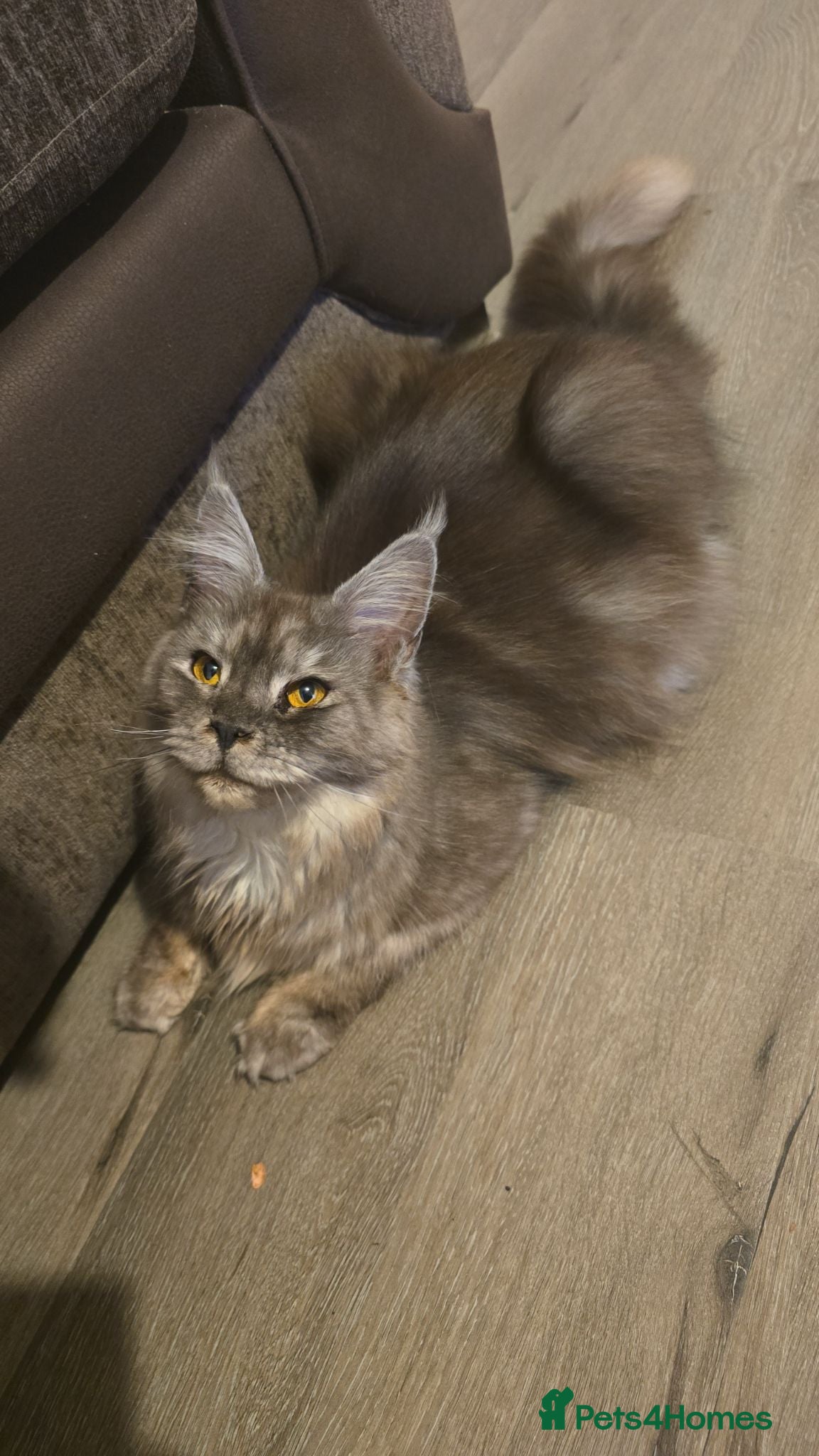 Maine Coon cats Maine coon male & female for sale  - Advert 1