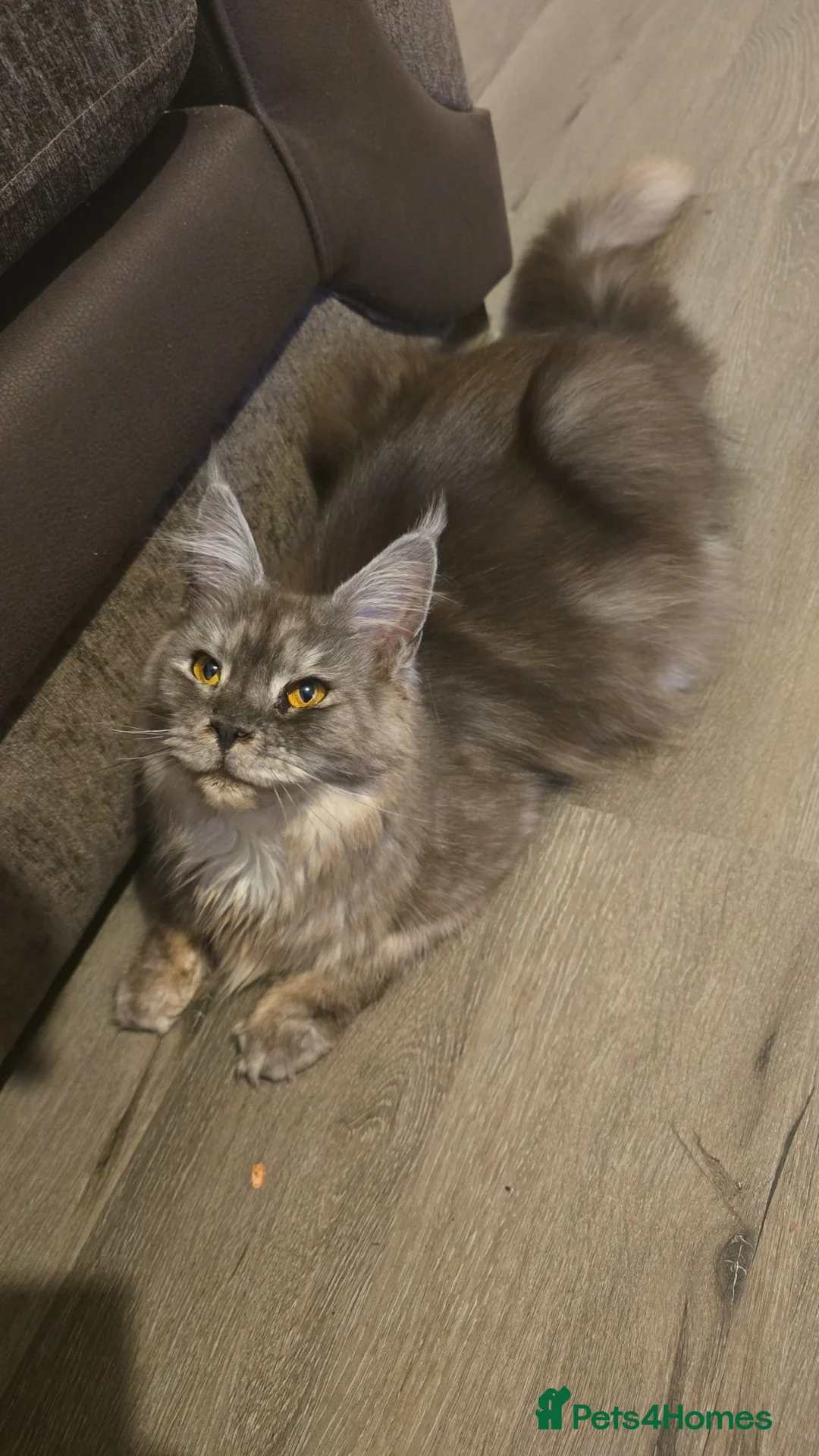 Maine Coon cats for sale: Maine coon male & female for sale  in Oldham - Advert 1