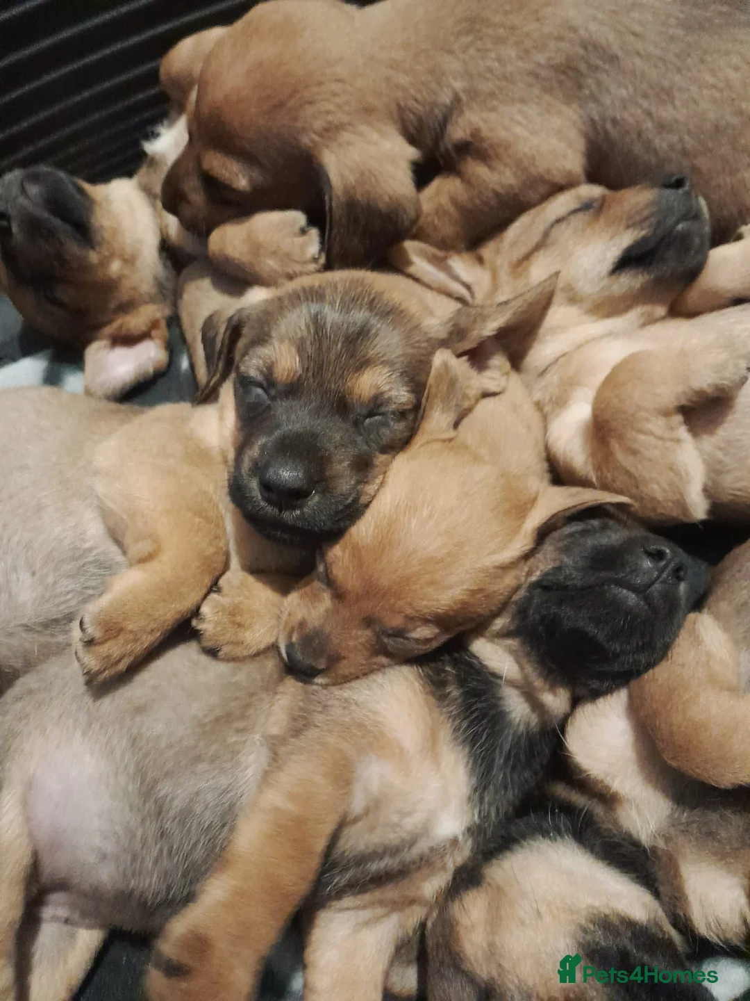 Mixed Breed dogs for sale: Cairn terriers - Advert 9