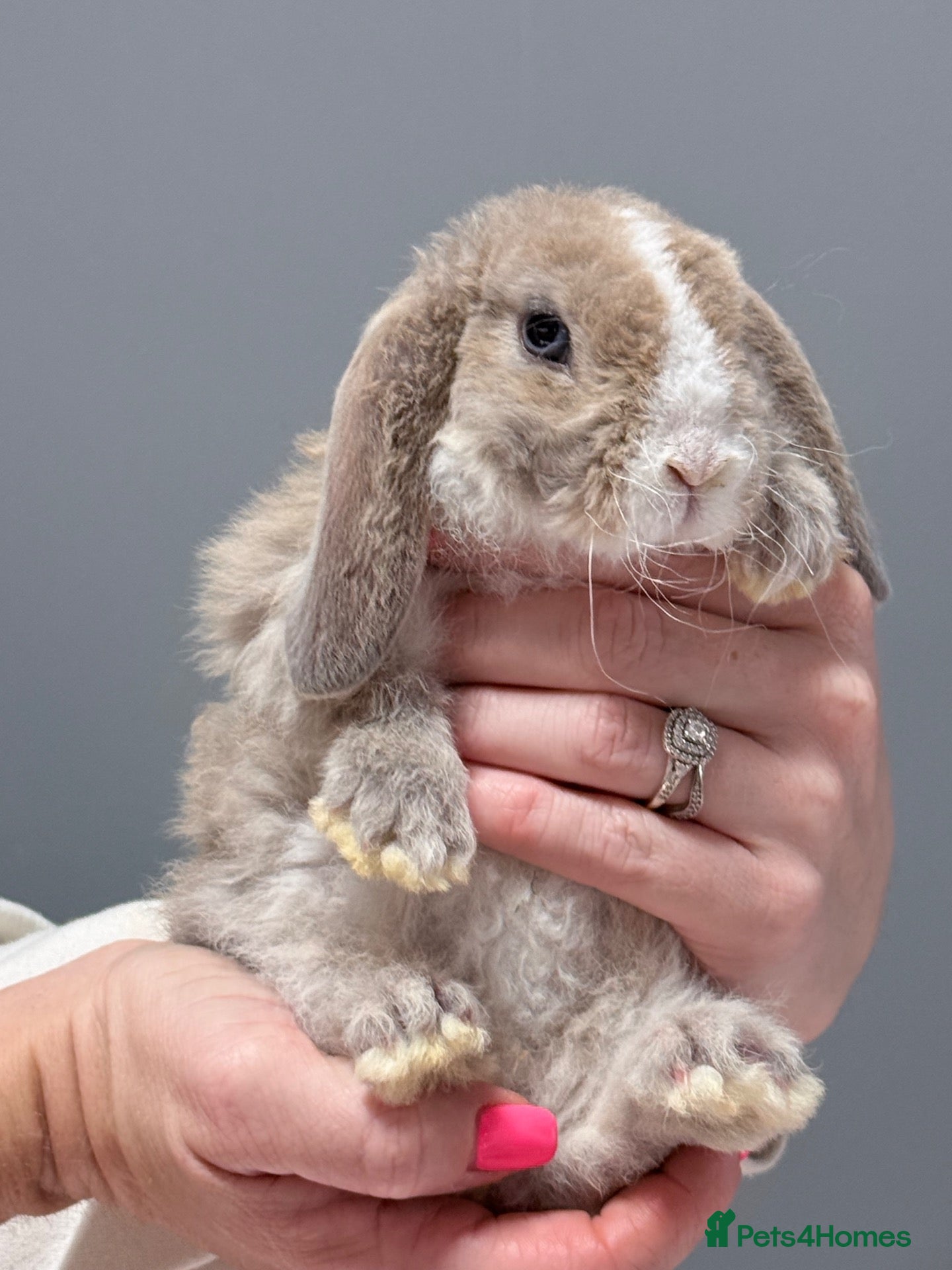 Mini Lop rabbits Last 2 boys ready in 10 days 💙 - Advert 1