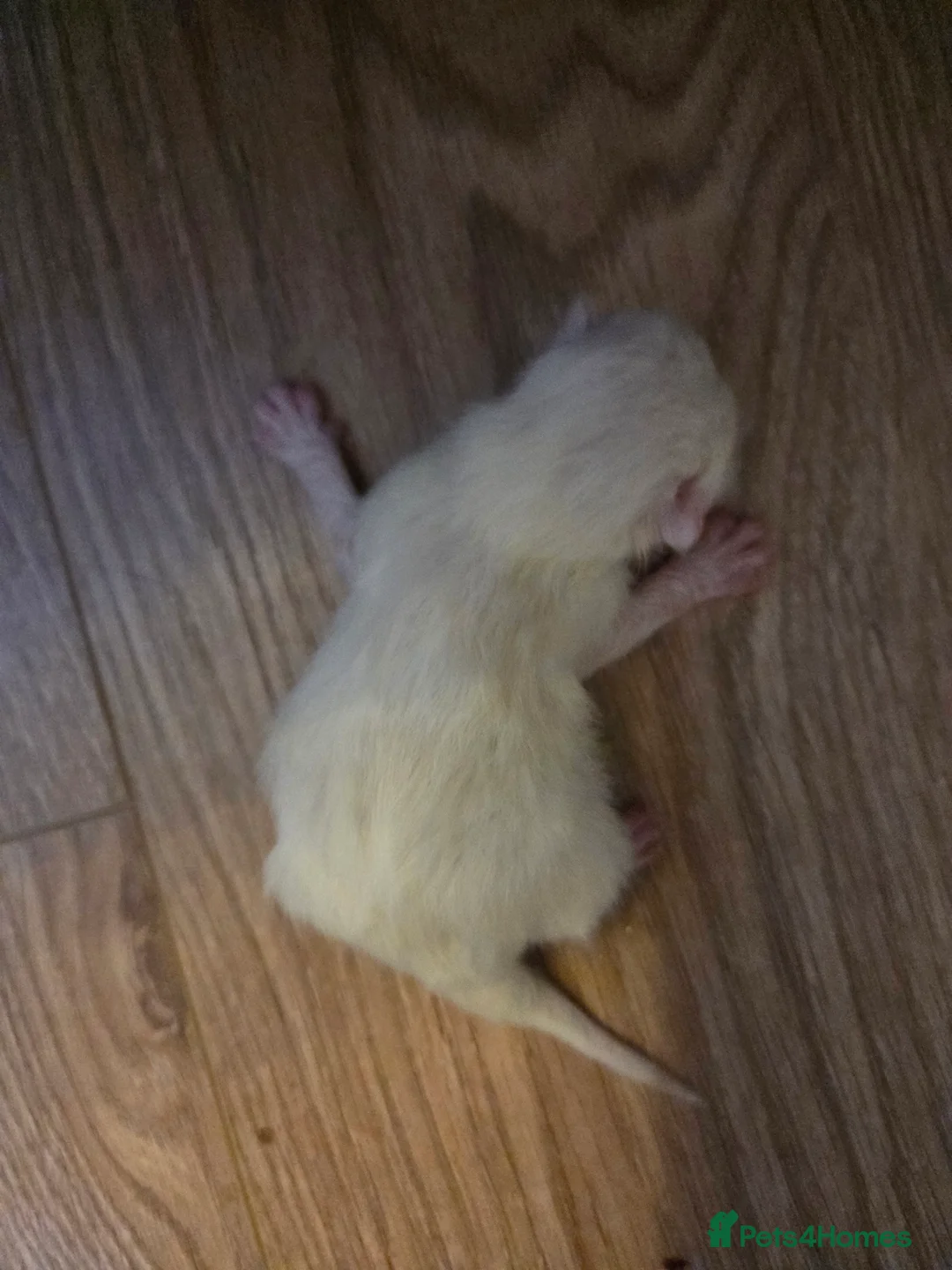 Mixed Breed cats for sale: Mixed breed kittens  - Advert 9