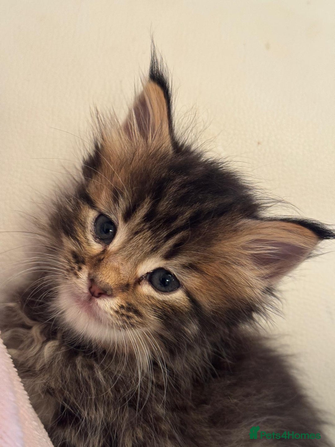 Maine Coon cats for sale: Full breed Mainecoon kittens ready 17th February  - Advert 2