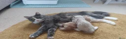 Ragdoll cats for sale: X6 Beautiful Ragdoll/Persian "Perdoll" Kittens - Advert 37