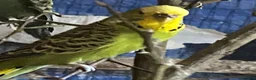 Budgerigars birds for sale: 8 female budgies  - Advert 5