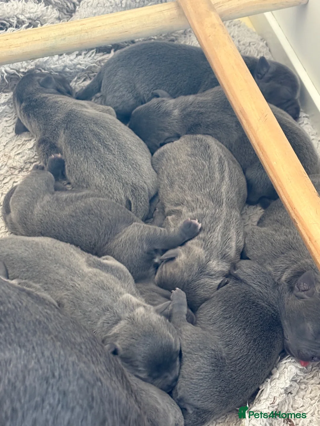 Staffordshire Bull Terrier dogs for sale: ***Top Quality KC registered Blue staffy puppies** in Rochester - Advert 7
