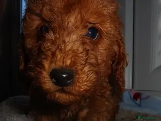 Cockapoo dogs Cockapoo puppies - Advert 1