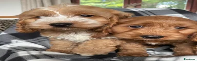 Cockapoo 1