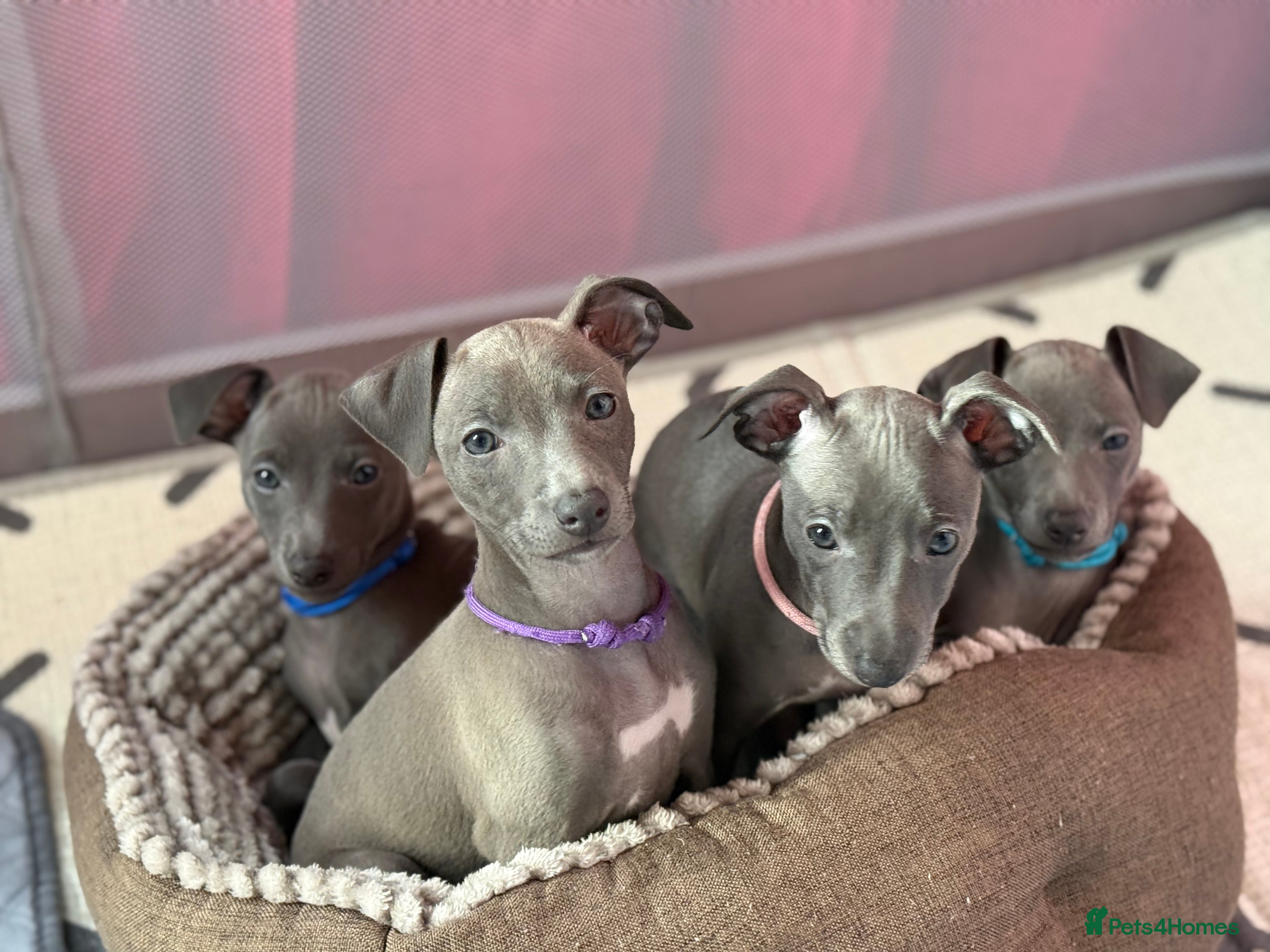 Italian Greyhound dogs Italian Greyhound pups - Ready to leave Mid March - Advert 12
