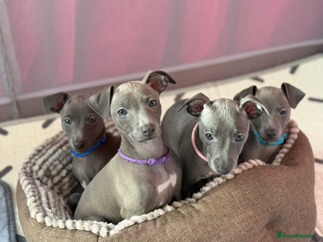 Italian Greyhound dogs for sale: Italian Greyhound pups - Ready to leave Mid March - Advert 1