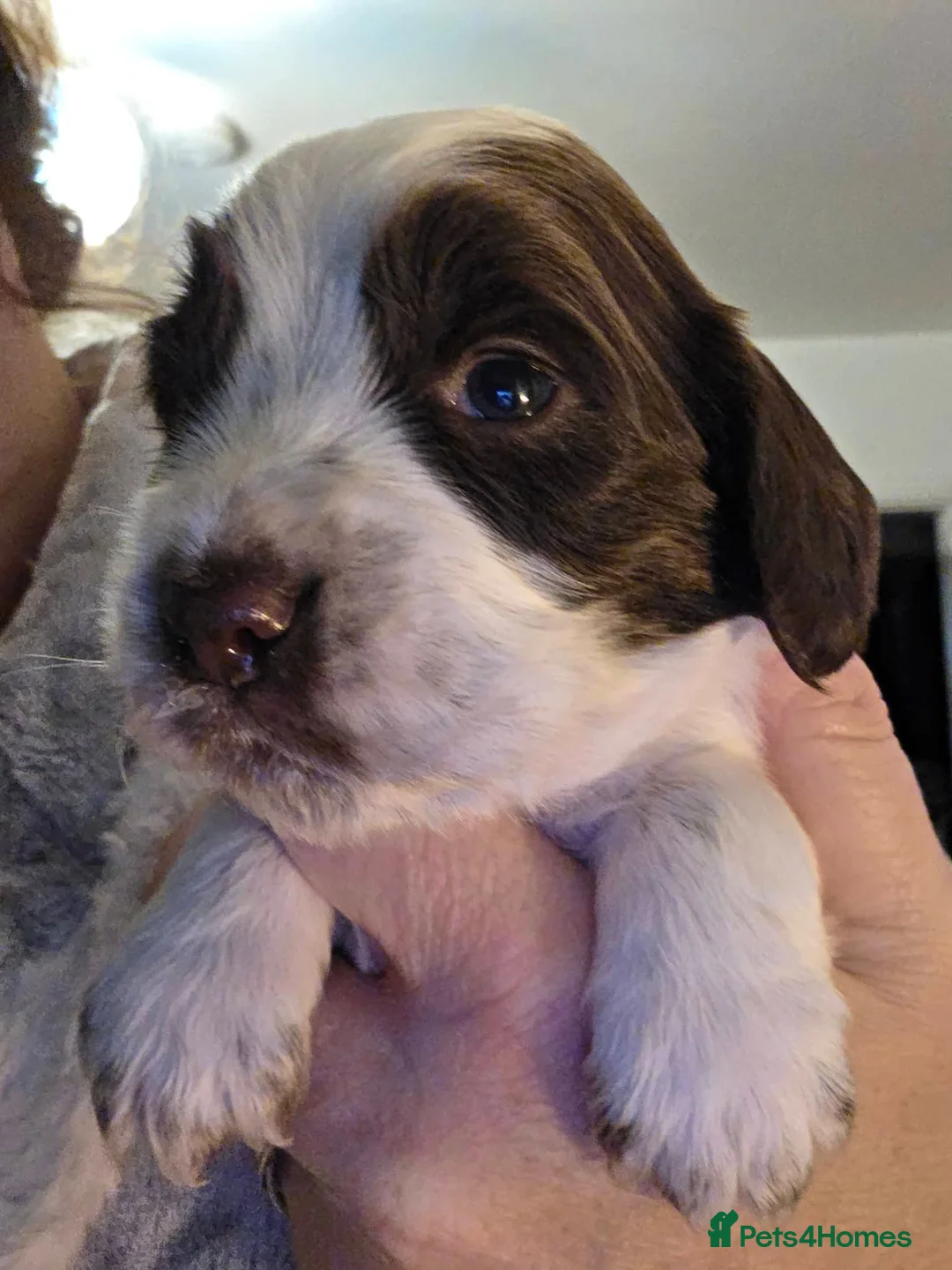 Cocker Spaniel dogs for sale: Fully Vaccinated cocker spaniel pup  - Advert 6