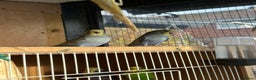 Budgerigars birds for sale: Young Female baby budgies - Advert 6
