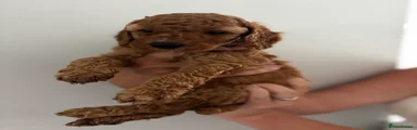 Teddy