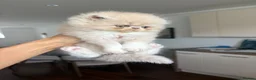 Persian cats for sale: Beautiful Persian kittens - Advert 9